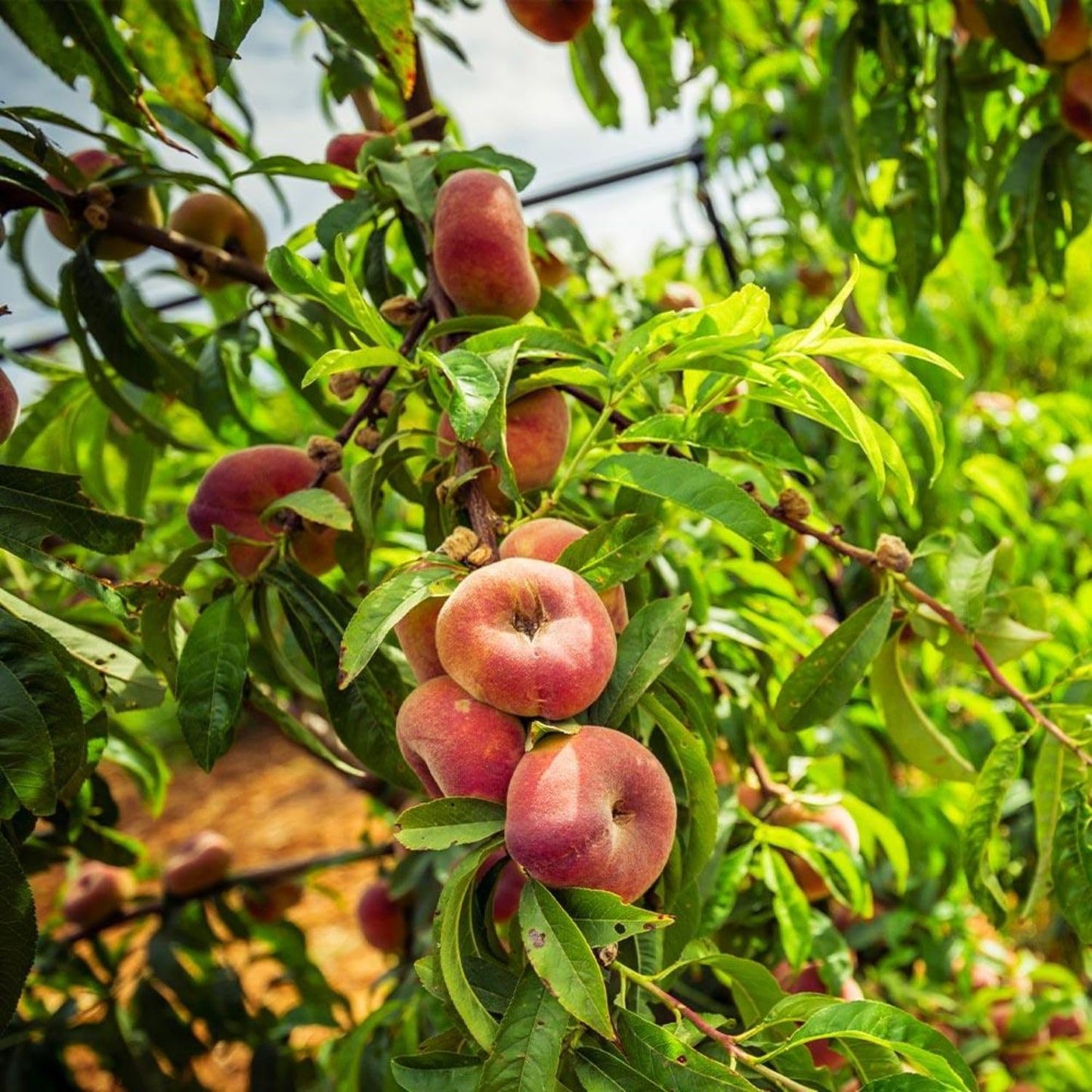 Donut Peach Fruiting Tree 1 Gal., Due to Agricultural Laws, we Cannot Ship to CA, AZ, AK, or HI - Orders Will be Cancelled if You Ship to one of These States