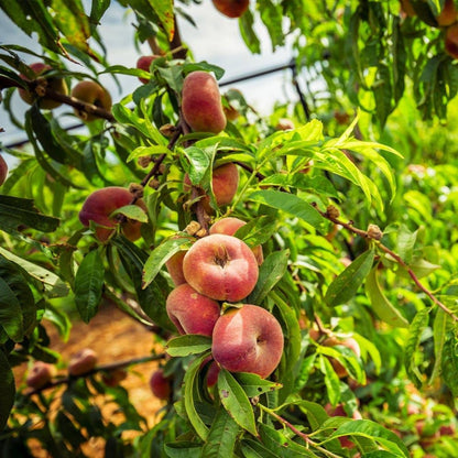 Donut Peach Fruiting Tree 1 Gal., Due to Agricultural Laws, we Cannot Ship to CA, AZ, AK, or HI - Orders Will be Cancelled if You Ship to one of These States