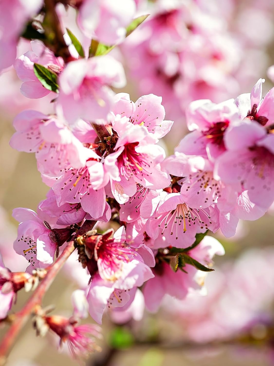 Donut Peach Fruiting Tree 1 Gal., Due to Agricultural Laws, we Cannot Ship to CA, AZ, AK, or HI - Orders Will be Cancelled if You Ship to one of These States