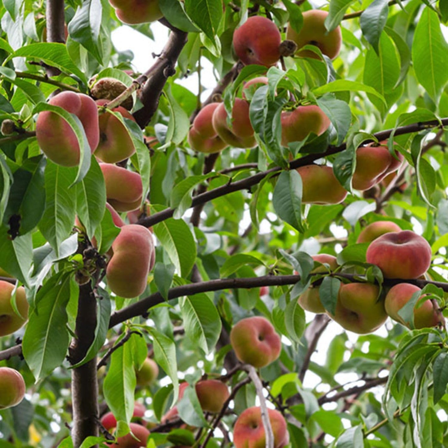 Donut Peach Fruiting Tree 1 Gal., Due to Agricultural Laws, we Cannot Ship to CA, AZ, AK, or HI - Orders Will be Cancelled if You Ship to one of These States