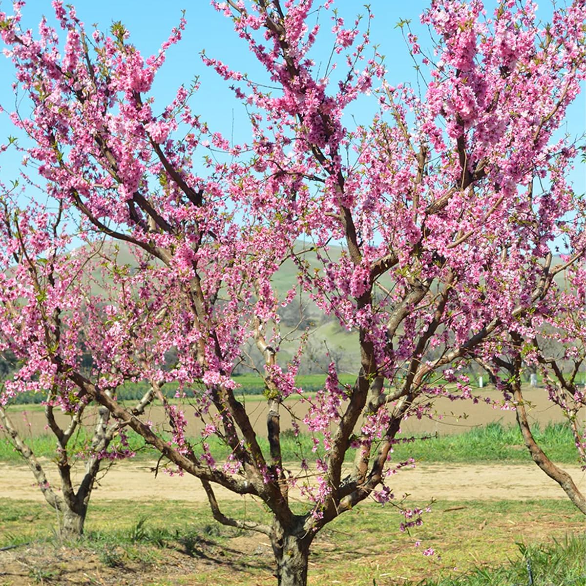 Donut Peach Fruiting Tree 1 Gal., Due to Agricultural Laws, we Cannot Ship to CA, AZ, AK, or HI - Orders Will be Cancelled if You Ship to one of These States
