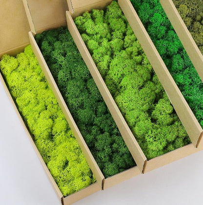 Preserved Reindeer Moss Natural Green DIY Kit Gardenning Art Wall Decor Florist Decor Easter Table Decor Wedding