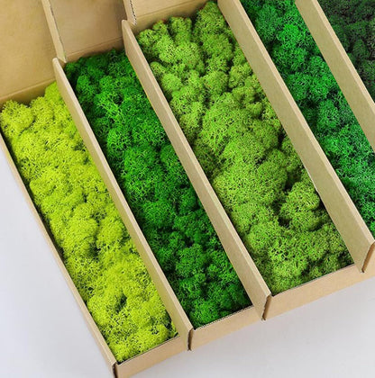 Preserved Reindeer Moss Natural Green DIY Kit Gardenning Art Wall Decor Florist Decor Easter Table Decor Wedding