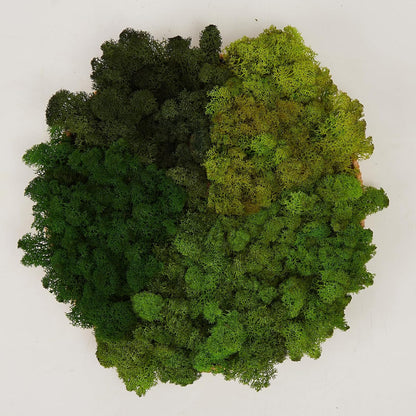 Preserved Reindeer Moss Natural Green DIY Kit Gardenning Art Wall Decor Florist Decor Easter Table Decor Wedding