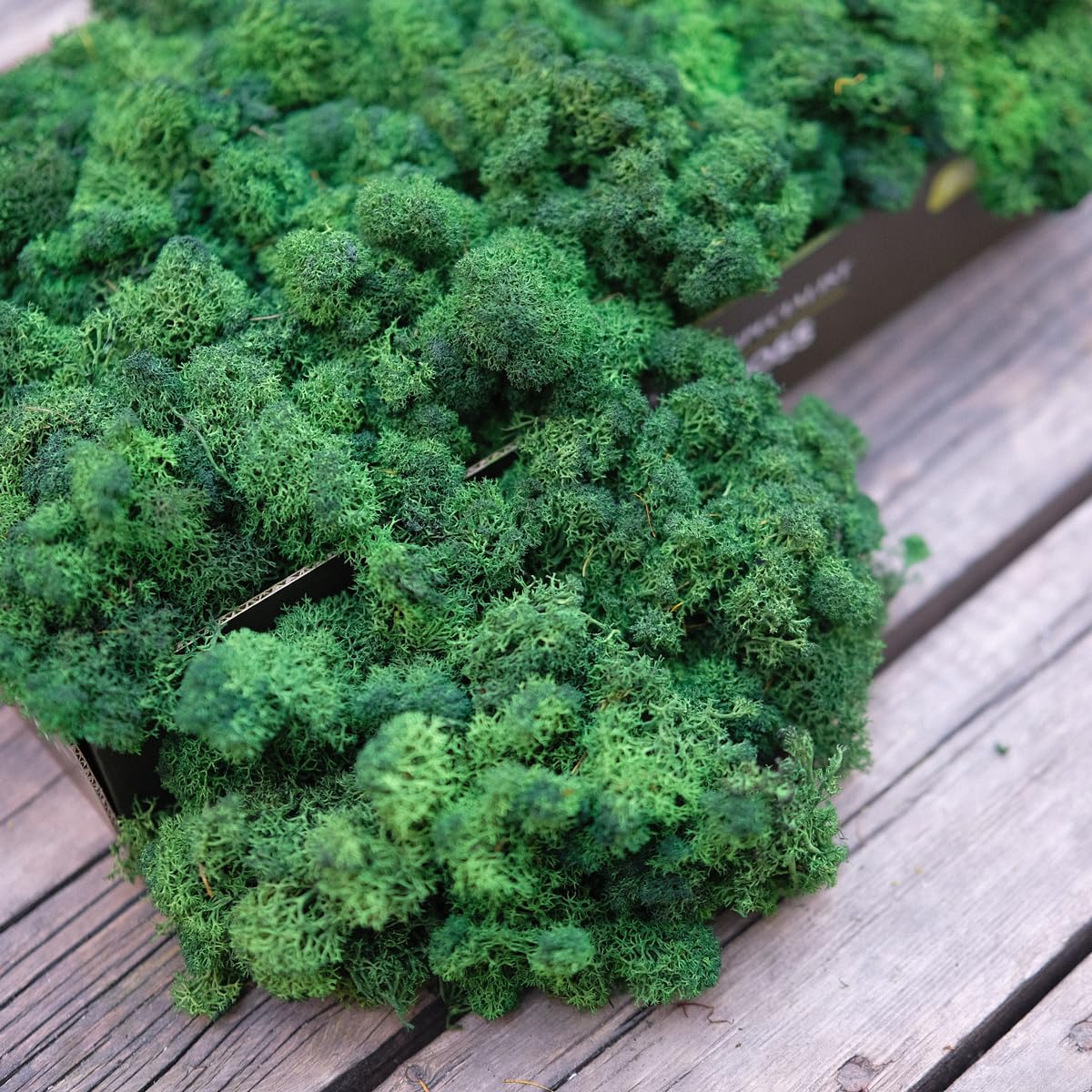 Preserved Reindeer Moss Natural Green DIY Kit Gardenning Art Wall Decor Florist Decor Easter Table Decor Wedding