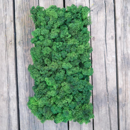Preserved Reindeer Moss Natural Green DIY Kit Gardenning Art Wall Decor Florist Decor Easter Table Decor Wedding