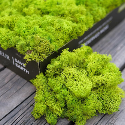 Preserved Reindeer Moss Natural Green DIY Kit Gardenning Art Wall Decor Florist Decor Easter Table Decor Wedding