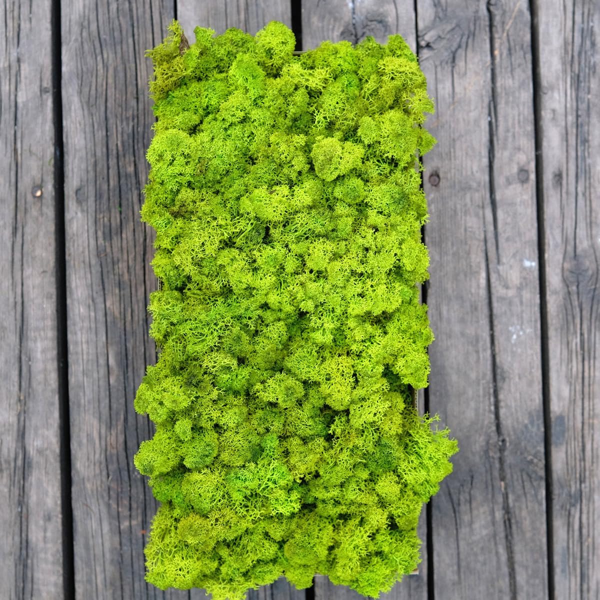 Preserved Reindeer Moss Natural Green DIY Kit Gardenning Art Wall Decor Florist Decor Easter Table Decor Wedding