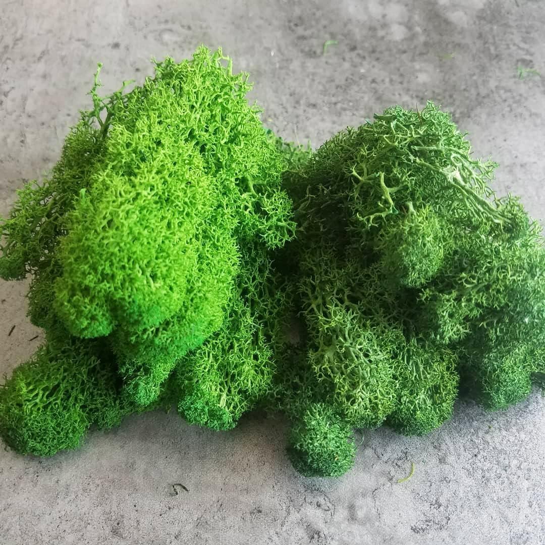 Preserved Reindeer Moss Natural Green DIY Kit Gardenning Art Wall Decor Florist Decor Easter Table Decor Wedding