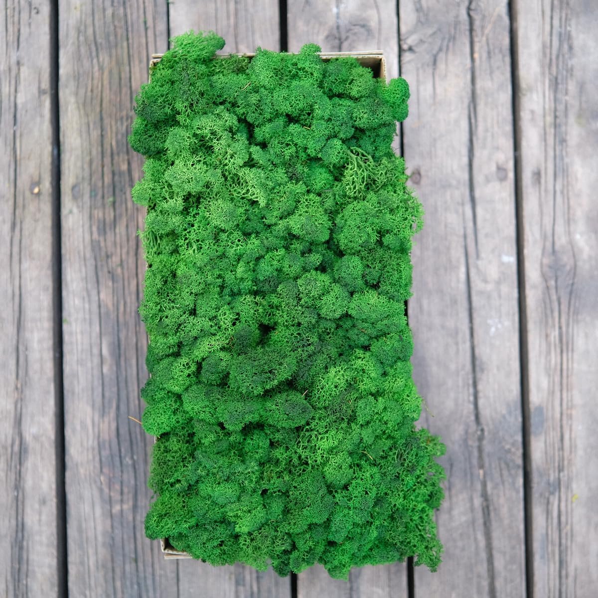 Preserved Reindeer Moss Natural Green DIY Kit Gardenning Art Wall Decor Florist Decor Easter Table Decor Wedding