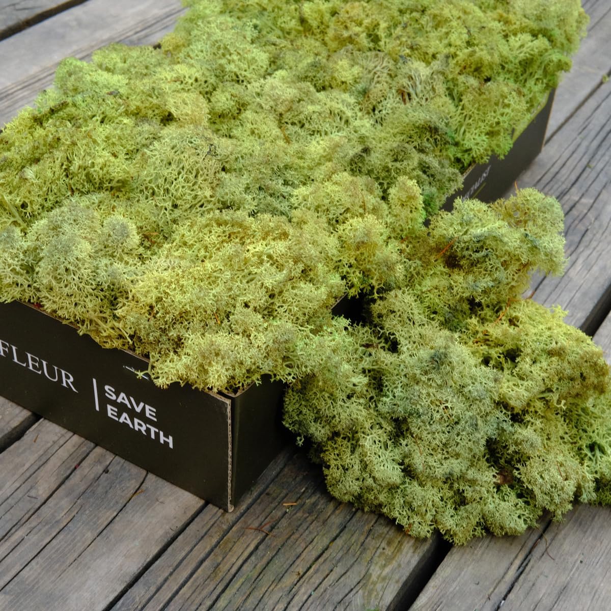 Preserved Reindeer Moss Natural Green DIY Kit Gardenning Art Wall Decor Florist Decor Easter Table Decor Wedding
