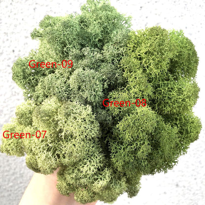 Preserved Reindeer Moss Natural Green DIY Kit Gardenning Art Wall Decor Florist Decor Easter Table Decor Wedding
