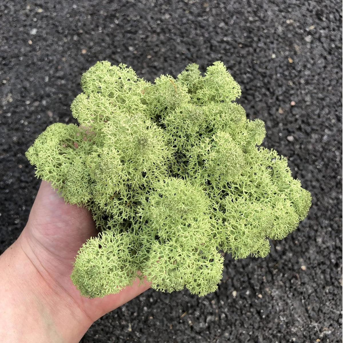 Preserved Reindeer Moss Natural Green DIY Kit Gardenning Art Wall Decor Florist Decor Easter Table Decor Wedding