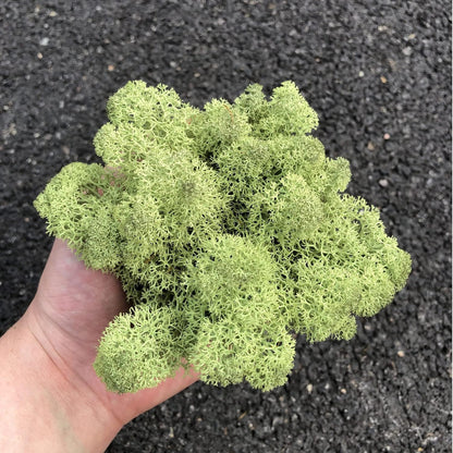 Preserved Reindeer Moss Natural Green DIY Kit Gardenning Art Wall Decor Florist Decor Easter Table Decor Wedding