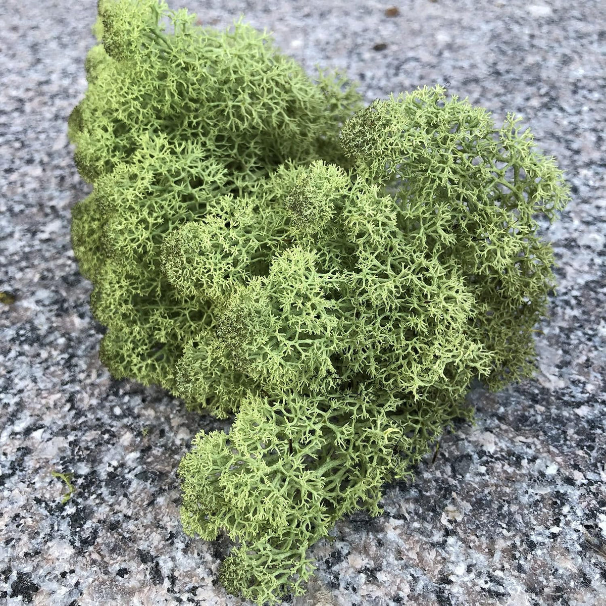 Preserved Reindeer Moss Natural Green DIY Kit Gardenning Art Wall Decor Florist Decor Easter Table Decor Wedding