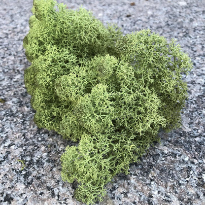 Preserved Reindeer Moss Natural Green DIY Kit Gardenning Art Wall Decor Florist Decor Easter Table Decor Wedding