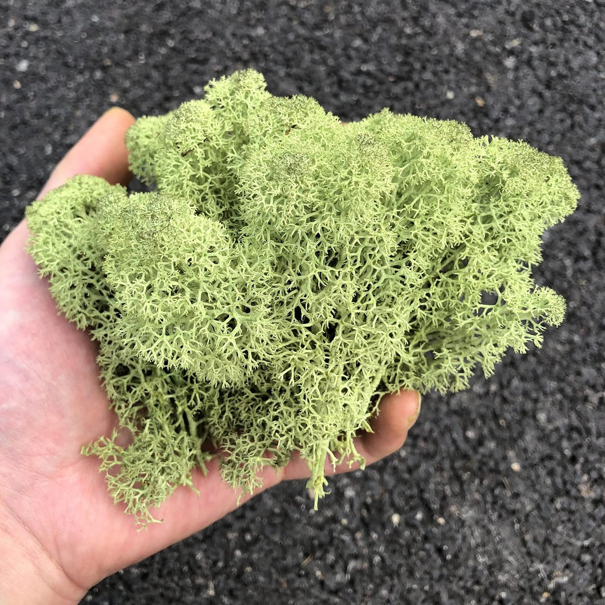 Preserved Reindeer Moss Natural Green DIY Kit Gardenning Art Wall Decor Florist Decor Easter Table Decor Wedding