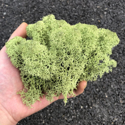 Preserved Reindeer Moss Natural Green DIY Kit Gardenning Art Wall Decor Florist Decor Easter Table Decor Wedding