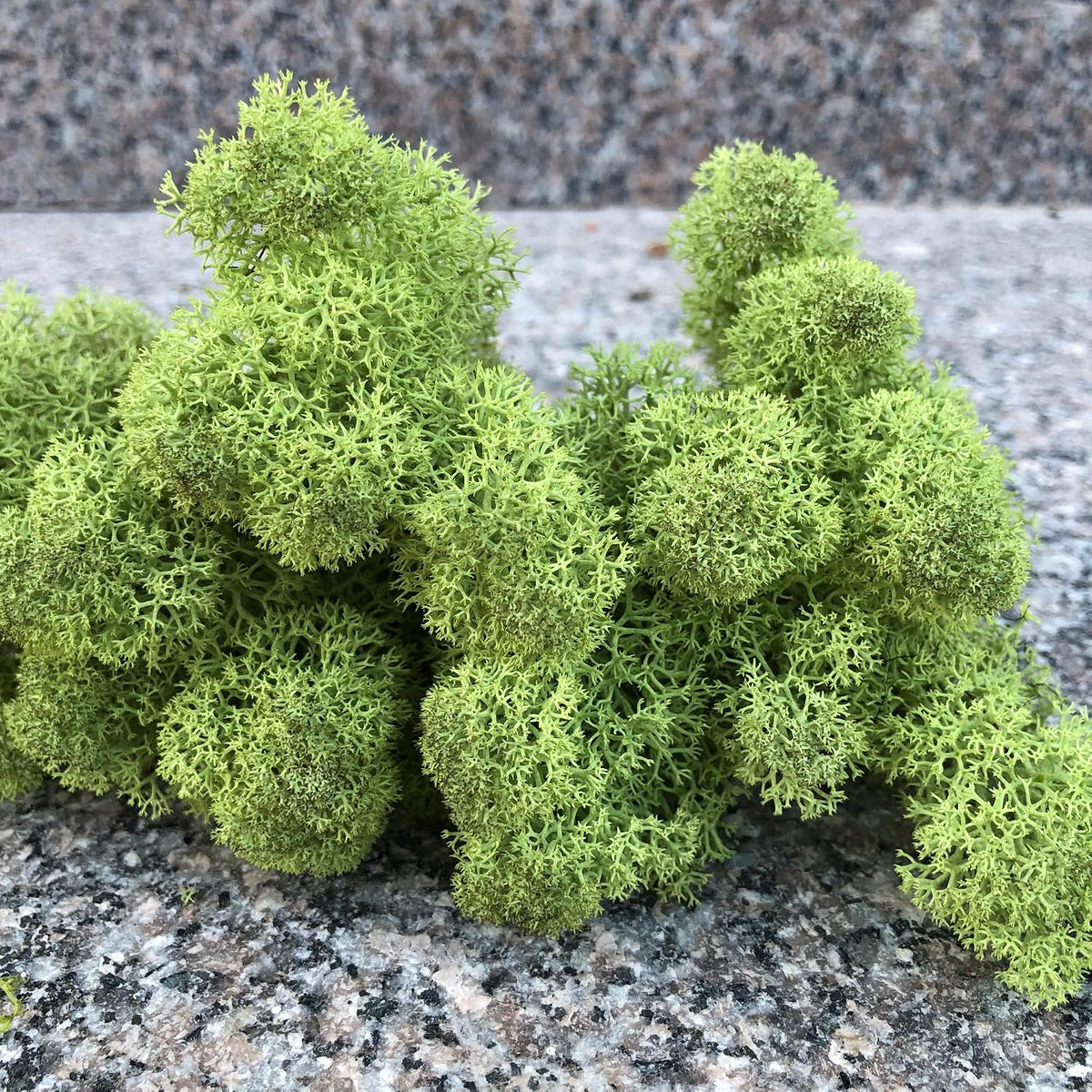 Preserved Reindeer Moss Natural Green DIY Kit Gardenning Art Wall Decor Florist Decor Easter Table Decor Wedding