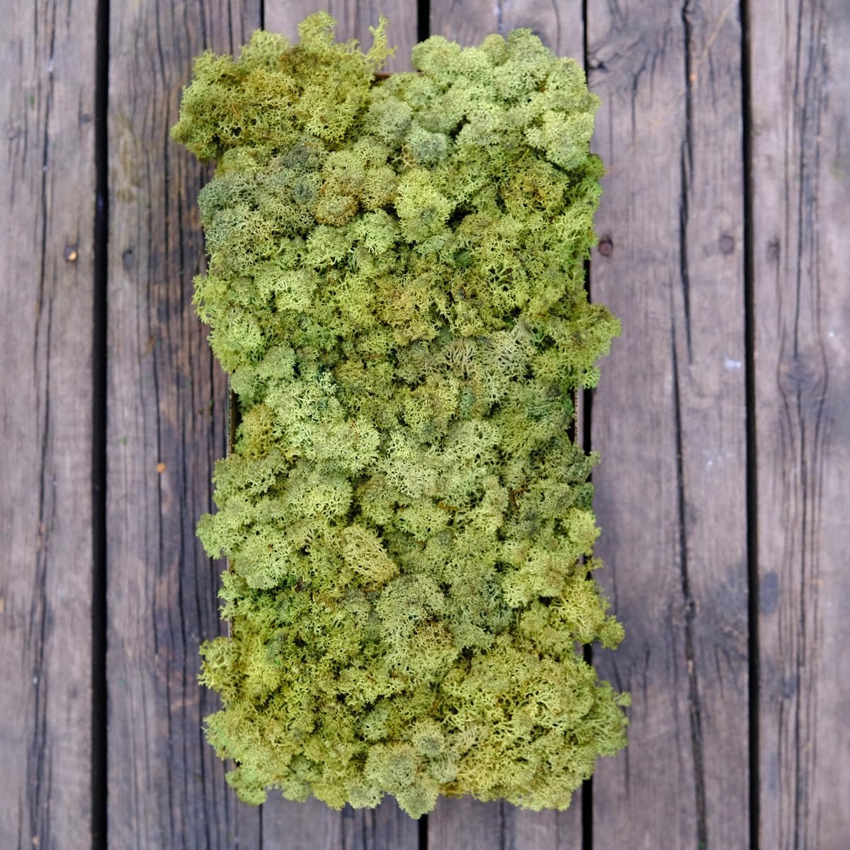 Preserved Reindeer Moss Natural Green DIY Kit Gardenning Art Wall Decor Florist Decor Easter Table Decor Wedding