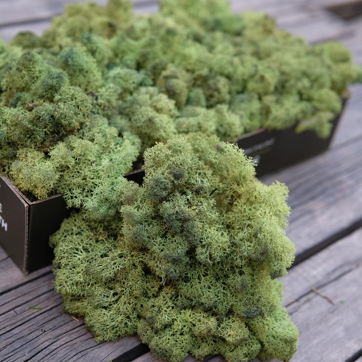 Preserved Reindeer Moss Natural Green DIY Kit Gardenning Art Wall Decor Florist Decor Easter Table Decor Wedding