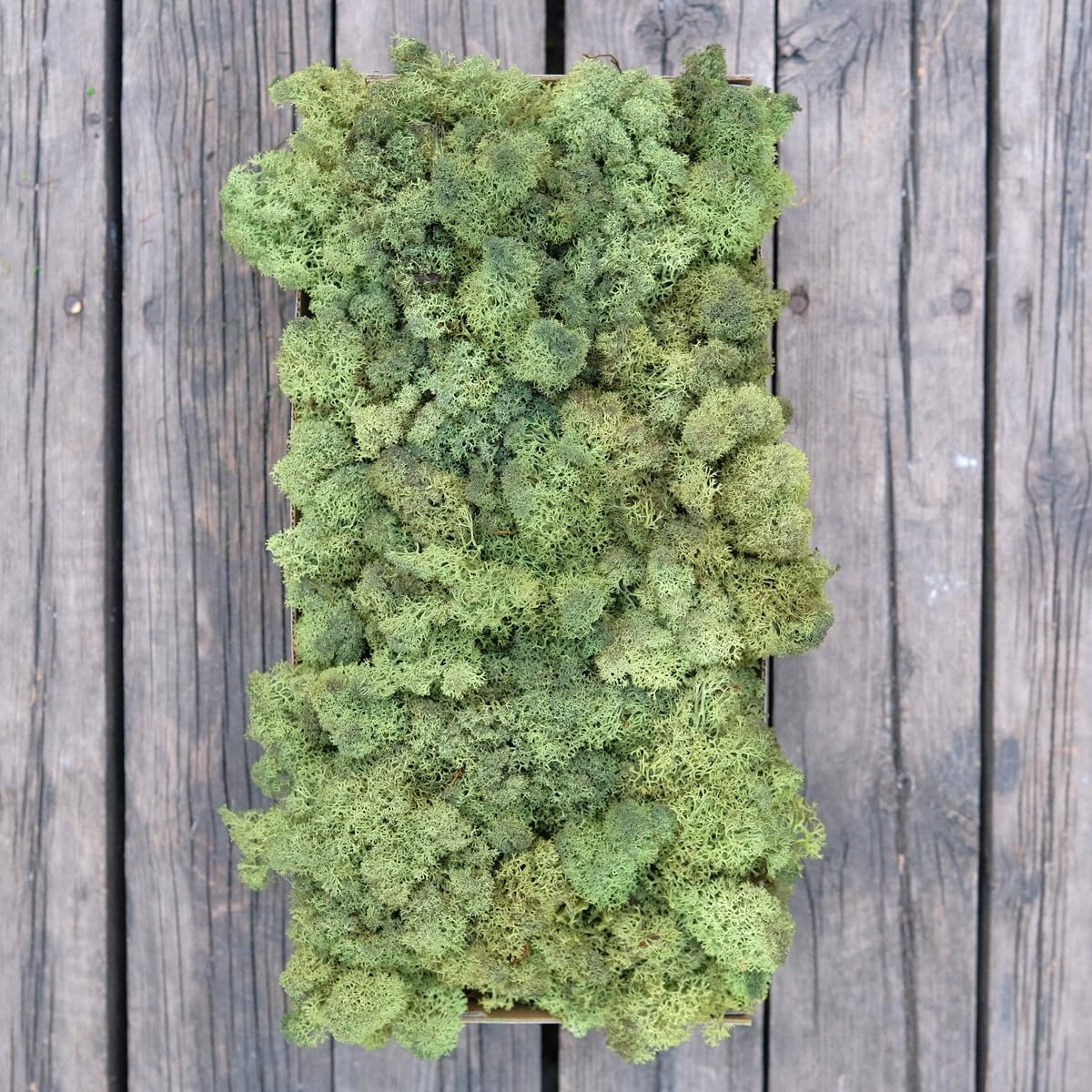 Preserved Reindeer Moss Natural Green DIY Kit Gardenning Art Wall Decor Florist Decor Easter Table Decor Wedding