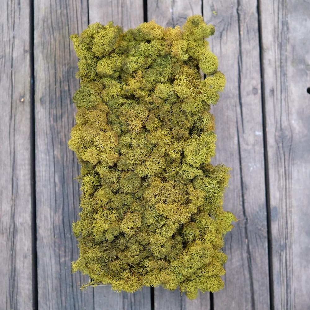 Preserved Reindeer Moss Natural Green DIY Kit Gardenning Art Wall Decor Florist Decor Easter Table Decor Wedding