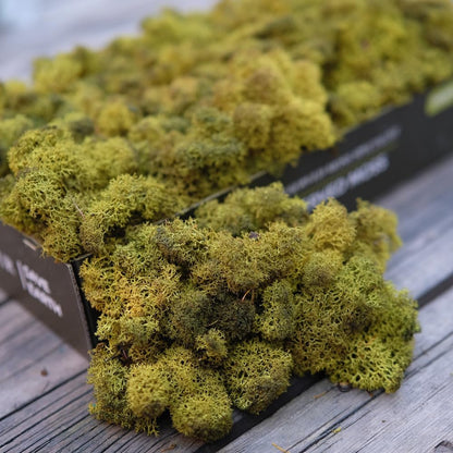 Preserved Reindeer Moss Natural Green DIY Kit Gardenning Art Wall Decor Florist Decor Easter Table Decor Wedding