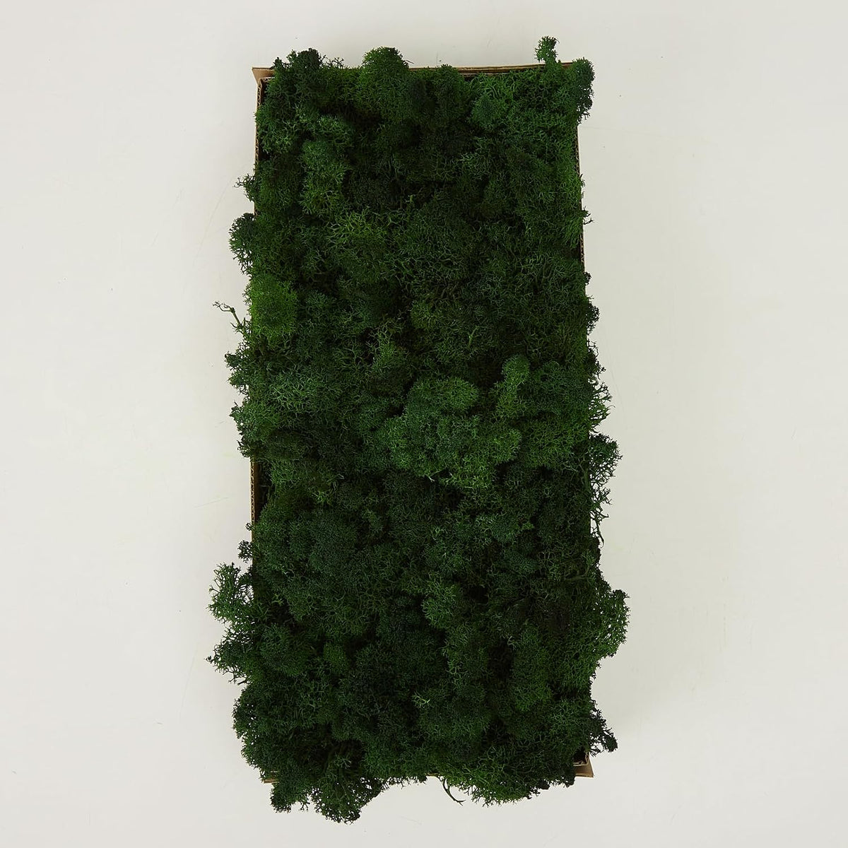 Preserved Reindeer Moss Natural Green DIY Kit Gardenning Art Wall Decor Florist Decor Easter Table Decor Wedding