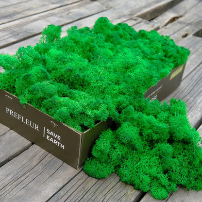 Preserved Reindeer Moss Natural Green DIY Kit Gardenning Art Wall Decor Florist Decor Easter Table Decor Wedding