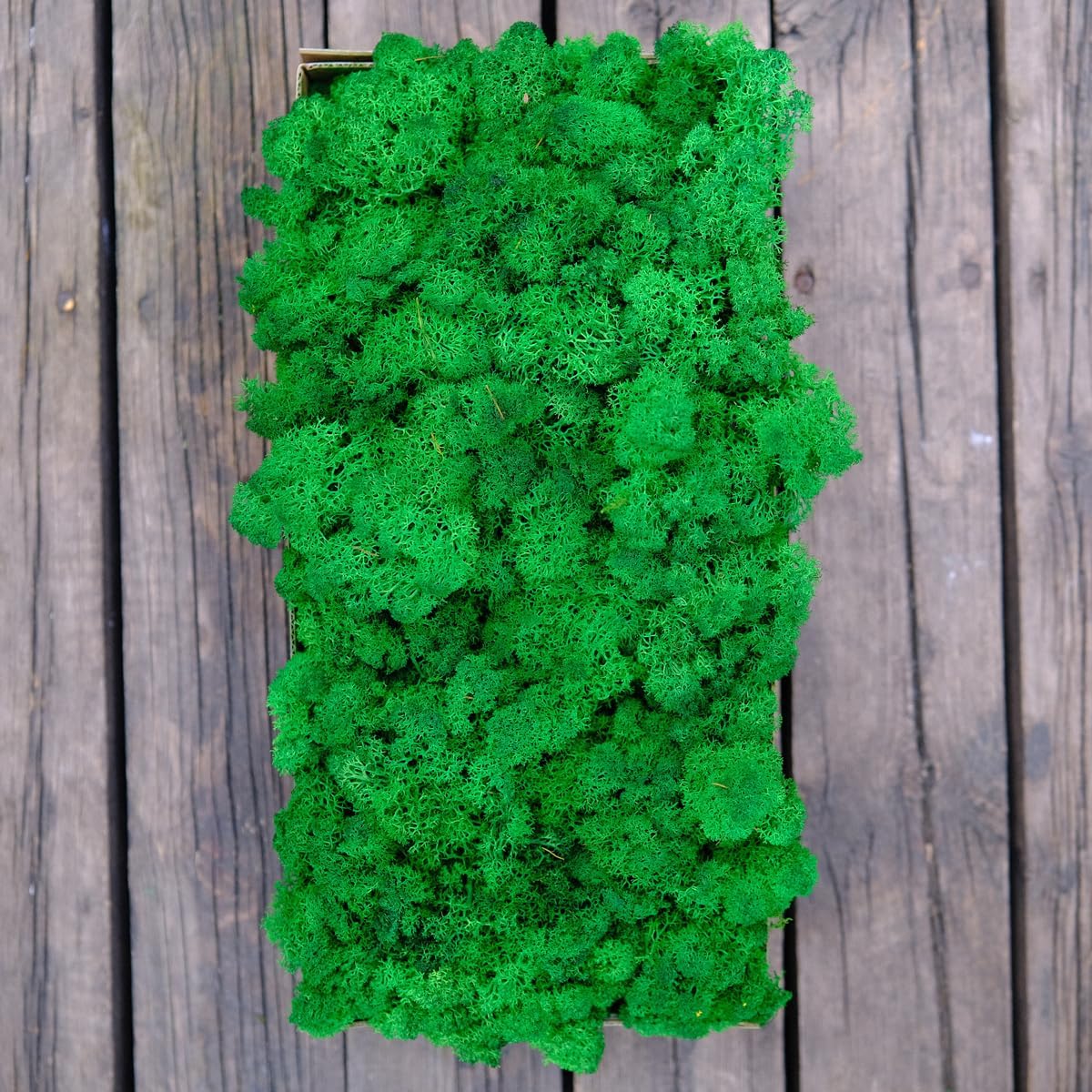 Preserved Reindeer Moss Natural Green DIY Kit Gardenning Art Wall Decor Florist Decor Easter Table Decor Wedding