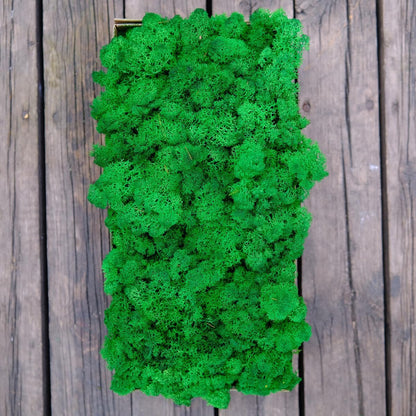 Preserved Reindeer Moss Natural Green DIY Kit Gardenning Art Wall Decor Florist Decor Easter Table Decor Wedding