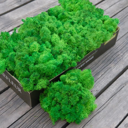 Preserved Reindeer Moss Natural Green DIY Kit Gardenning Art Wall Decor Florist Decor Easter Table Decor Wedding