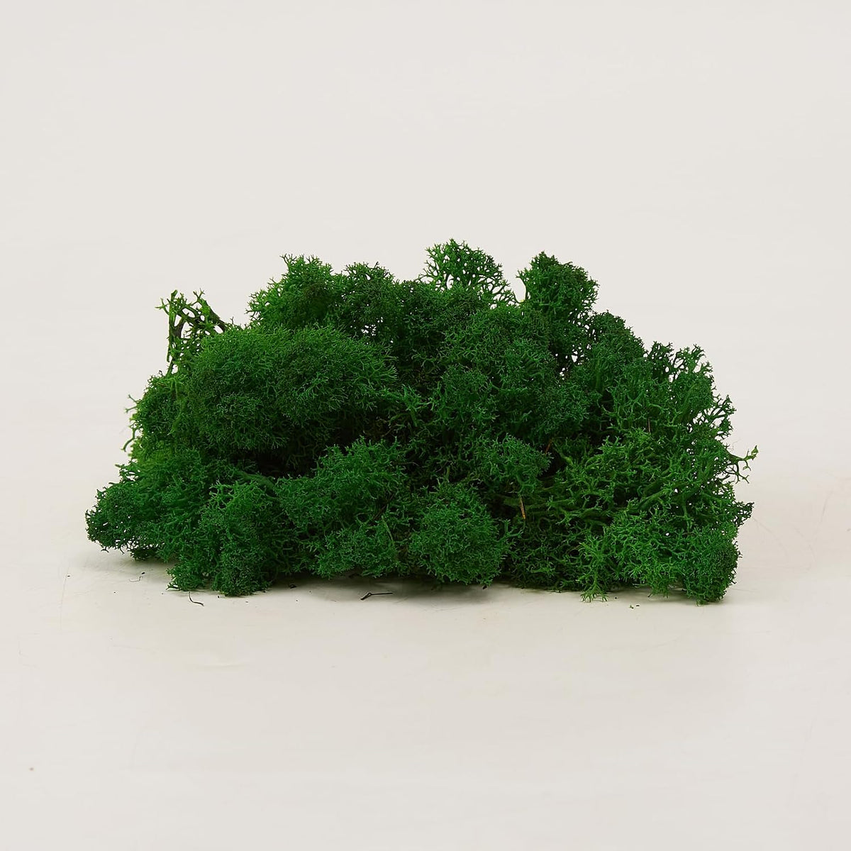 Preserved Reindeer Moss Natural Green DIY Kit Gardenning Art Wall Decor Florist Decor Easter Table Decor Wedding