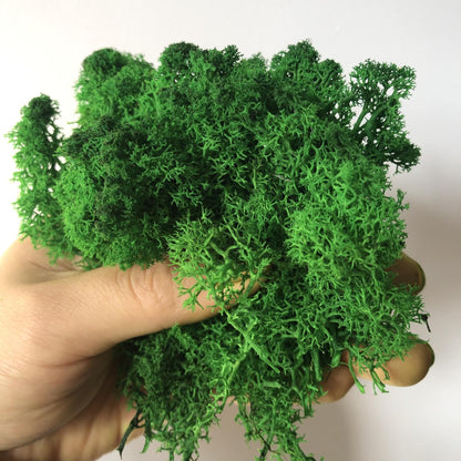 Preserved Reindeer Moss Natural Green DIY Kit Gardenning Art Wall Decor Florist Decor Easter Table Decor Wedding