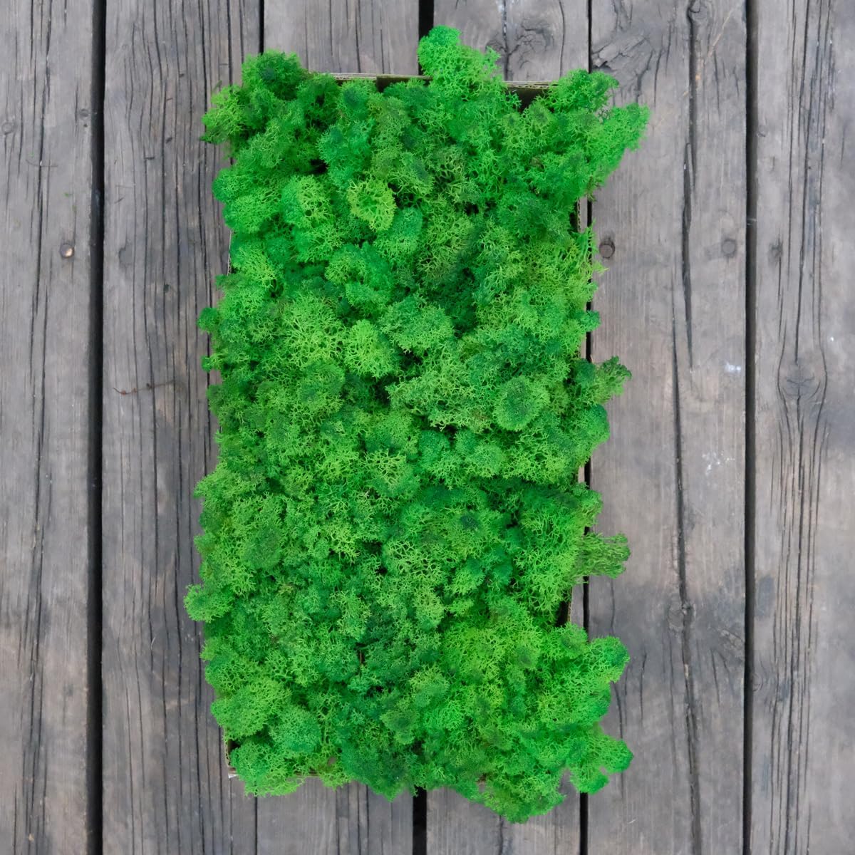 Preserved Reindeer Moss Natural Green DIY Kit Gardenning Art Wall Decor Florist Decor Easter Table Decor Wedding