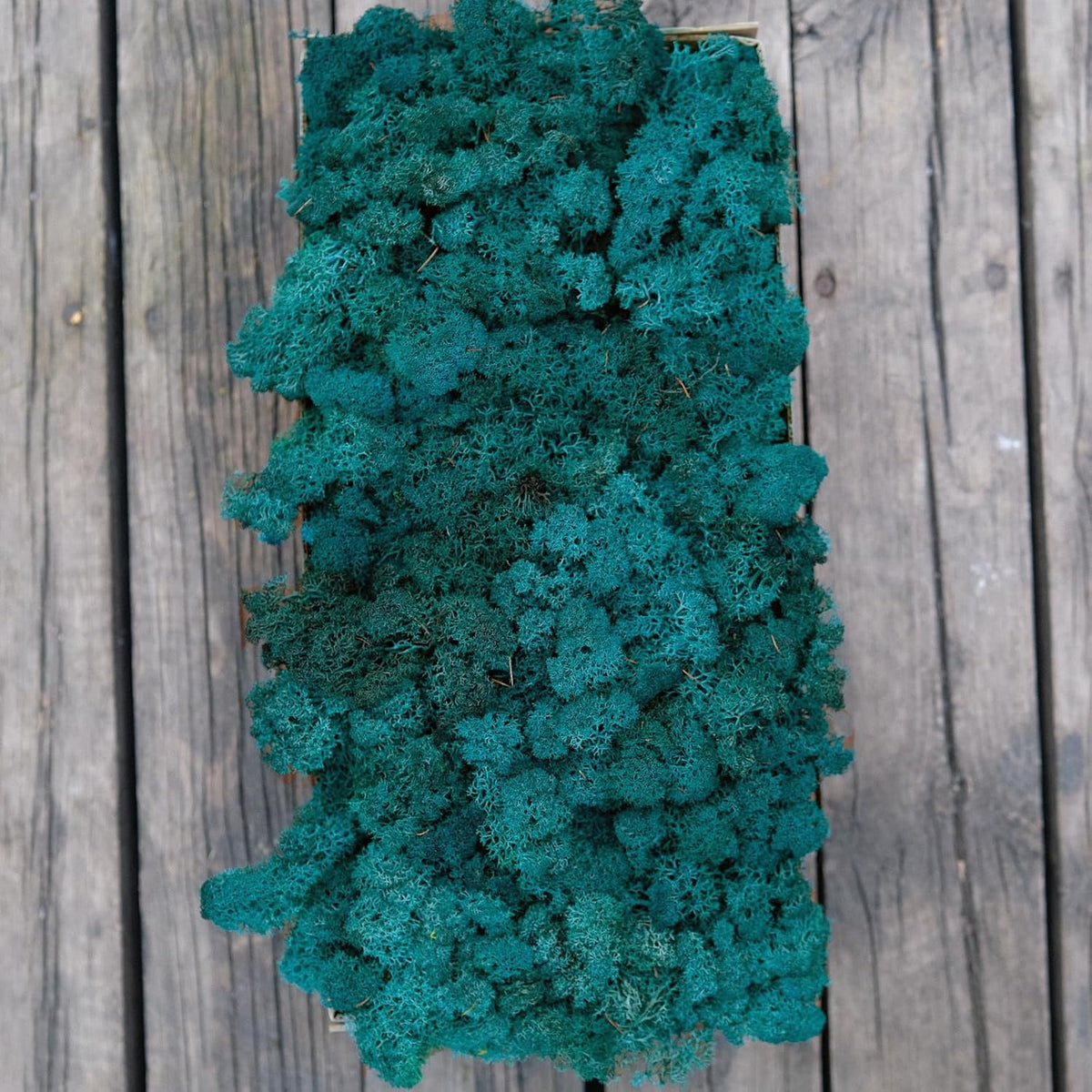 Preserved Reindeer Moss Natural Green DIY Kit Gardenning Art Wall Decor Florist Decor Easter Table Decor Wedding