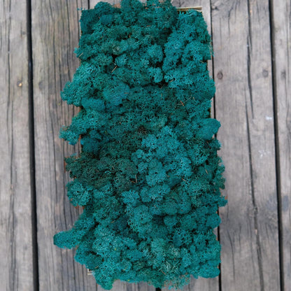 Preserved Reindeer Moss Natural Green DIY Kit Gardenning Art Wall Decor Florist Decor Easter Table Decor Wedding