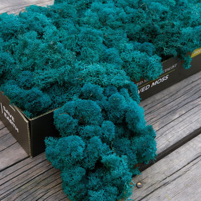 Preserved Reindeer Moss Natural Green DIY Kit Gardenning Art Wall Decor Florist Decor Easter Table Decor Wedding