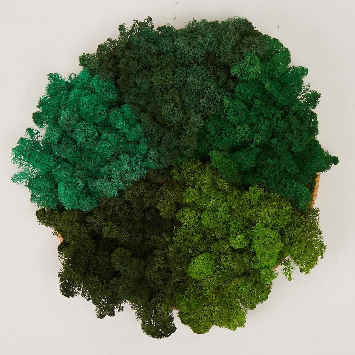 Preserved Reindeer Moss Natural Green DIY Kit Gardenning Art Wall Decor Florist Decor Easter Table Decor Wedding