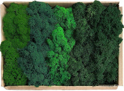 Preserved Reindeer Moss Natural Green DIY Kit Gardenning Art Wall Decor Florist Decor Easter Table Decor Wedding
