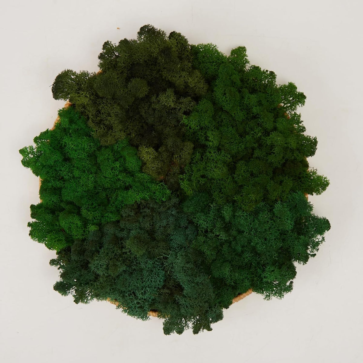 Preserved Reindeer Moss Natural Green DIY Kit Gardenning Art Wall Decor Florist Decor Easter Table Decor Wedding