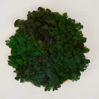 Preserved Reindeer Moss Natural Green DIY Kit Gardenning Art Wall Decor Florist Decor Easter Table Decor Wedding