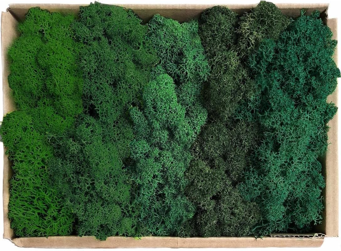 Preserved Reindeer Moss Natural Green DIY Kit Gardenning Art Wall Decor Florist Decor Easter Table Decor Wedding