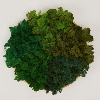 Preserved Reindeer Moss Natural Green DIY Kit Gardenning Art Wall Decor Florist Decor Easter Table Decor Wedding