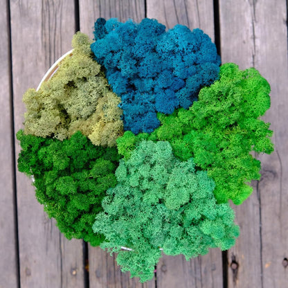 Preserved Reindeer Moss Natural Green DIY Kit Gardenning Art Wall Decor Florist Decor Easter Table Decor Wedding