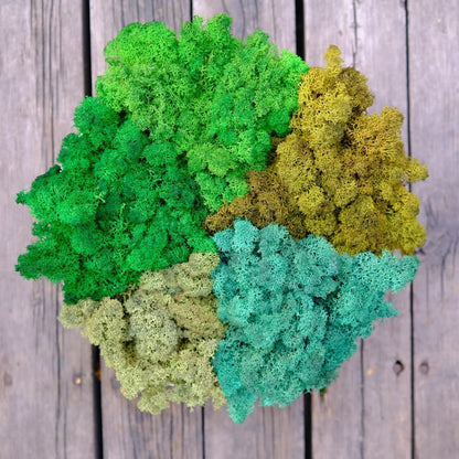 Preserved Reindeer Moss Natural Green DIY Kit Gardenning Art Wall Decor Florist Decor Easter Table Decor Wedding