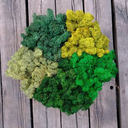 Preserved Reindeer Moss Natural Green DIY Kit Gardenning Art Wall Decor Florist Decor Easter Table Decor Wedding