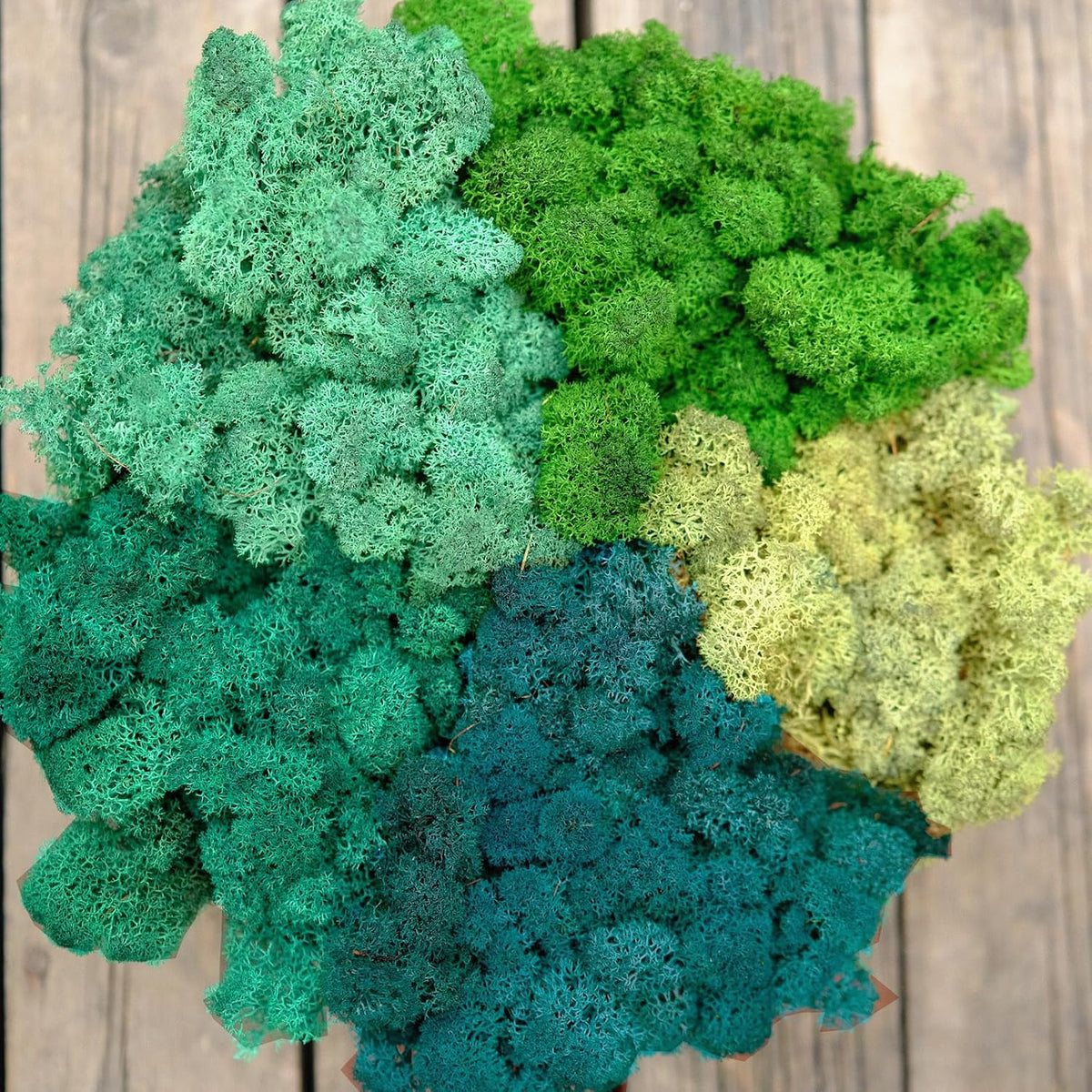 Preserved Reindeer Moss Natural Green DIY Kit Gardenning Art Wall Decor Florist Decor Easter Table Decor Wedding