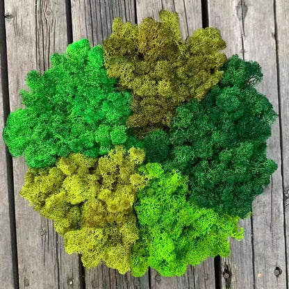 Preserved Reindeer Moss Natural Green DIY Kit Gardenning Art Wall Decor Florist Decor Easter Table Decor Wedding